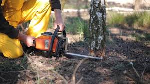Best Tree Mulching  in Pleasantdale, NJ