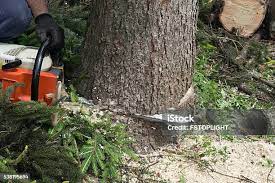 Best Emergency Tree Removal  in Pleasantdale, NJ