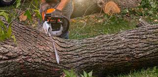 Best Lawn Pest Prevention  in Pleasantdale, NJ