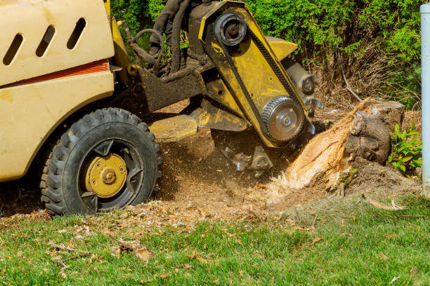 Best Lawn Grading and Leveling  in Pleasantdale, NJ