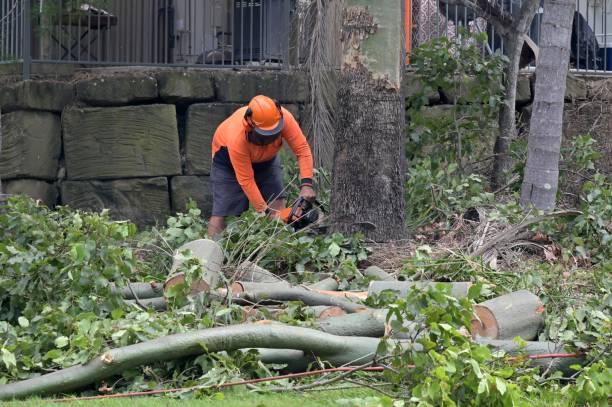 Best Storm Damage Tree Cleanup  in Pleasantdale, NJ