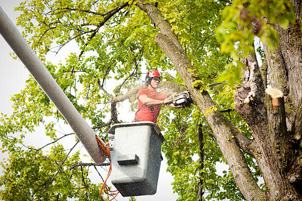 Best Aeration Services  in Pleasantdale, NJ